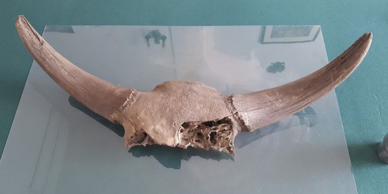 Kości prehistorycznych zwierząt na budowie metra
