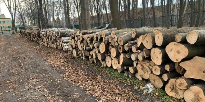 Radni Wszystko dla Gdańska: dlaczego MIIWŚ wycięło na Westerplatte ćwierć tysiąca drzew?