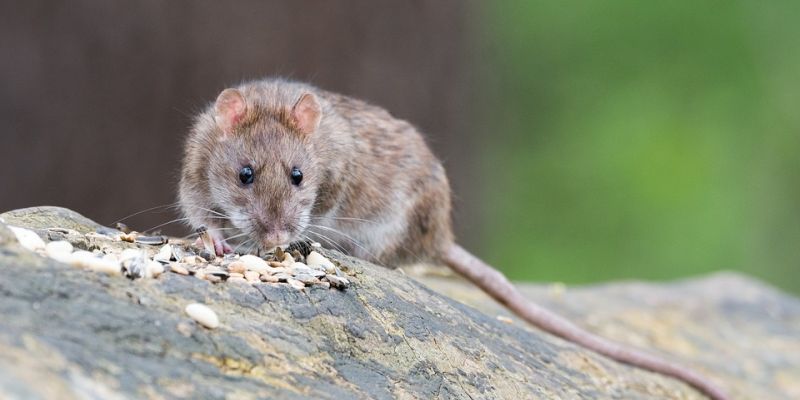 Szczury rządzą w centrum stolicy