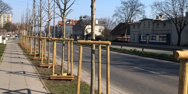 Zielony Sopot – nowe drzewa w mieście