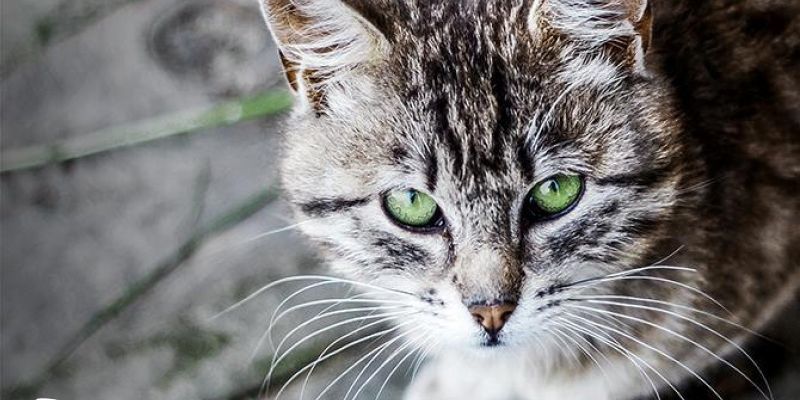 Darmowa profilaktyka oraz sterylizacja i kastracja kotów wolno żyjących