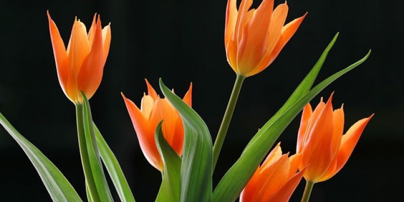 IX Wystawa tulipanów na Willanowei