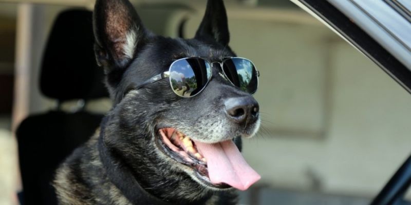 RICO – najdzielniejszy pies w Policji odszedł na emeryturę