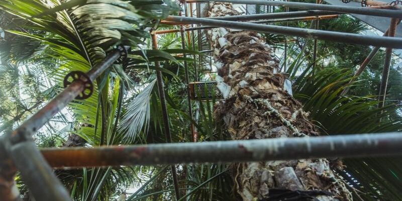 Rozpoczęła się wycinka 180-letniej palmy