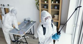 Problem z pluskwami na Pradze – coraz więcej zgłoszeń mieszkańców