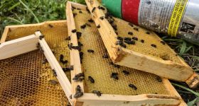 Nie żyją trzy rodziny pszczół z ogrodu w Wilanowie