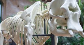 Warszawskie ZOO odsłania szkielet słonicy Erny