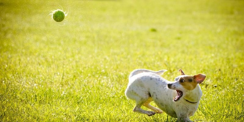 Wystawy dla psów i zawody agility