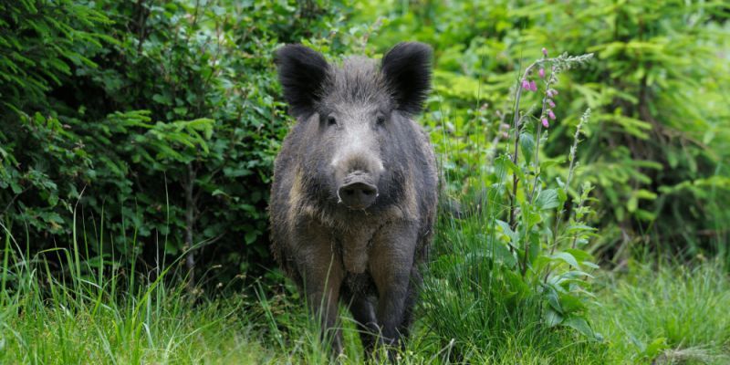 Dziki coraz częściej widać na ulicach stolicy. Zgłoszeń od mieszkańców lawinowo przybywa