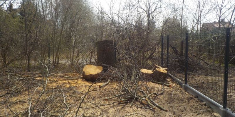 Strażnicy miejscy zatrzymali nielegalną wycinkę