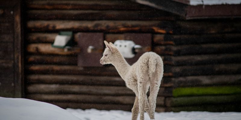 Nowy mieszkaniec Warszawskiego ZOO. Trwa plebiscyt na imię dla młodej alpaki