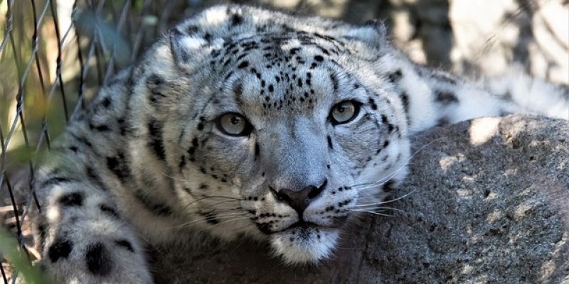 Wystawa National Geographic Photo Ark w warszawskim zoo