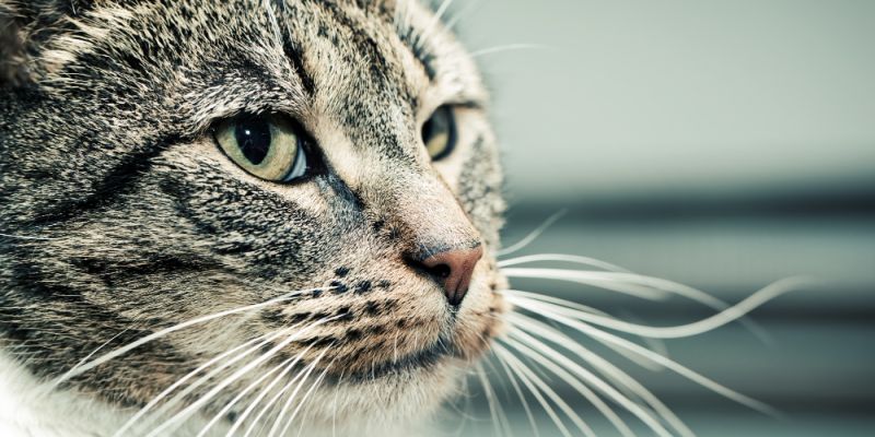 Dziś Dzień Kota: od „Kota w Butach” po koty w kulturze i polityce