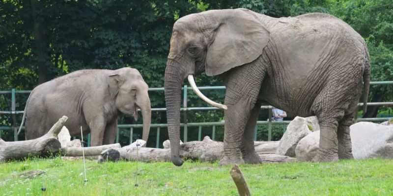 Poznajcie najstarszych mieszkańców gdańskiego zoo.