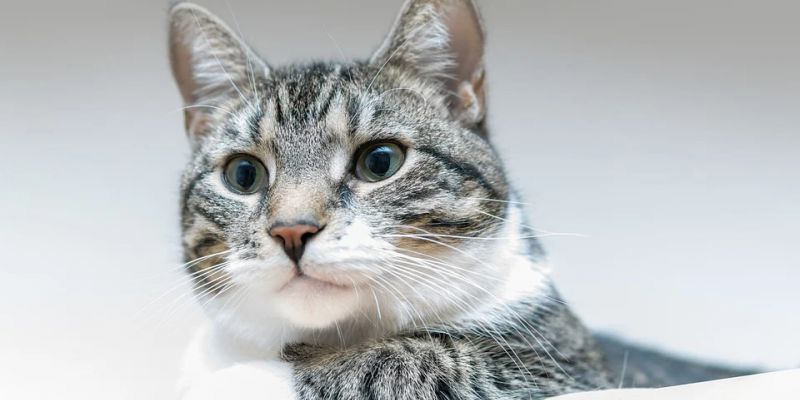 Obowiązkowe szczepienia kotów przeciwko wściekliźnie
