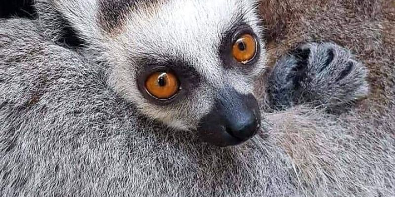 Wybierz imiona dla małych lemurów urodzonych w Warszawskim ZOO!