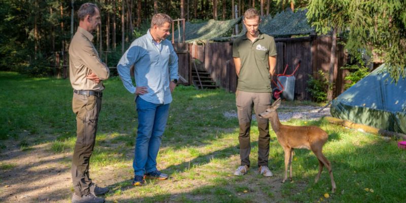 Miejska pomoc dla leśnych zwierząt