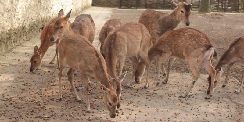 Zbieramy orzechy i żołędzie dla zwierzaków z Warszawskiego ZOO