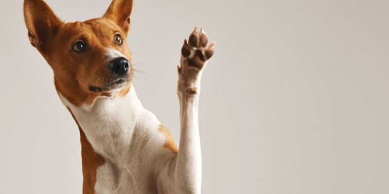 „Zwierzęce zwierzenia, czyli o emocjach czworonogów z HempKing” – weź udział w akcji i pomóż zwierzakom!