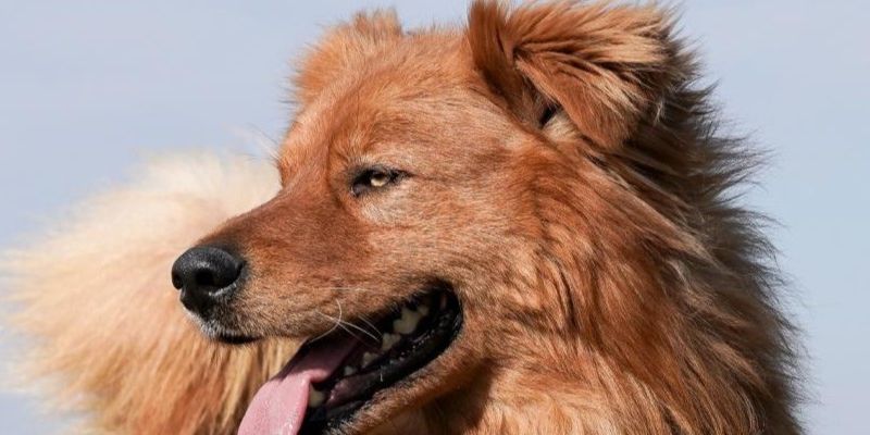 Adoptuj Warszawiaka w Parku Agrykola. Schronisko na Paluchu zaprasza na plenerową akcję
