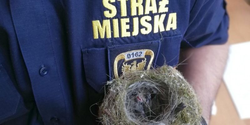 Nie porywaj młodych ptaków!