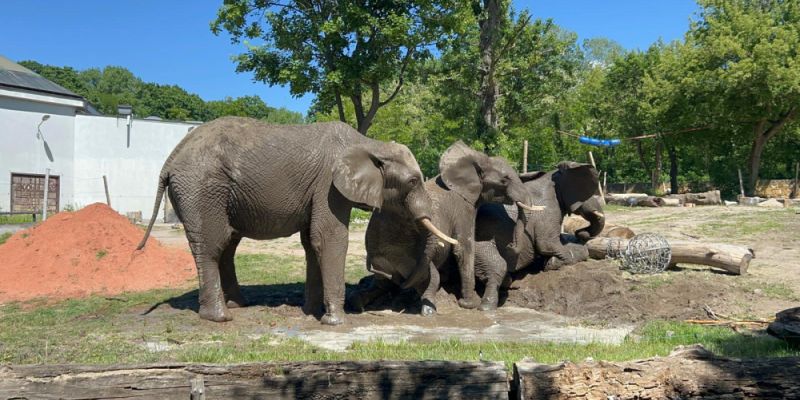 Warto tam być. Jutro święto słoni w warszawskim ZOO