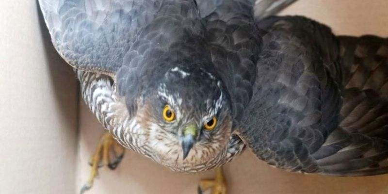 Samica krogulca uratowana po uderzeniu w okno balkonowe