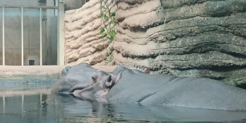Bilety do zoo w Warszawie droższe od kwietnia