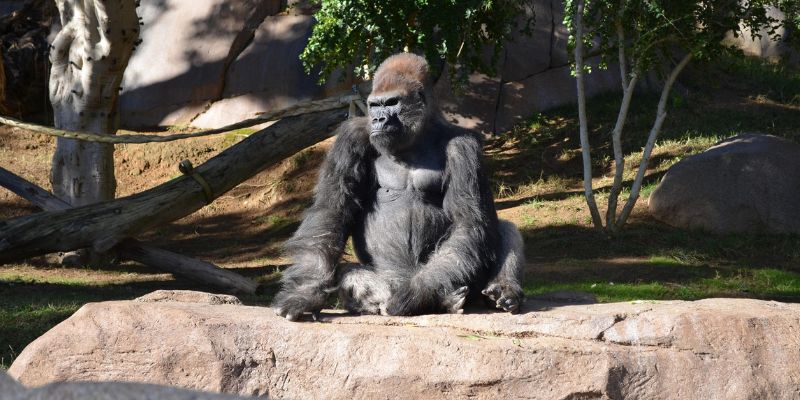Obrzucił goryla przedmiotami. Poważny incydent w warszawskim ZOO