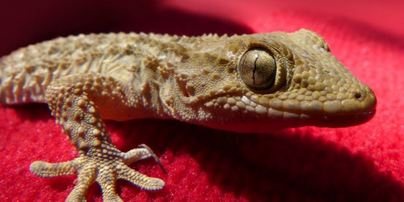 Egzotyczna jaszczurka w grejpfrutach