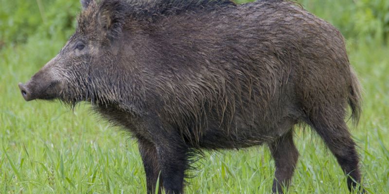 Podjęto decyzję o odstrzale warszawskich dzików