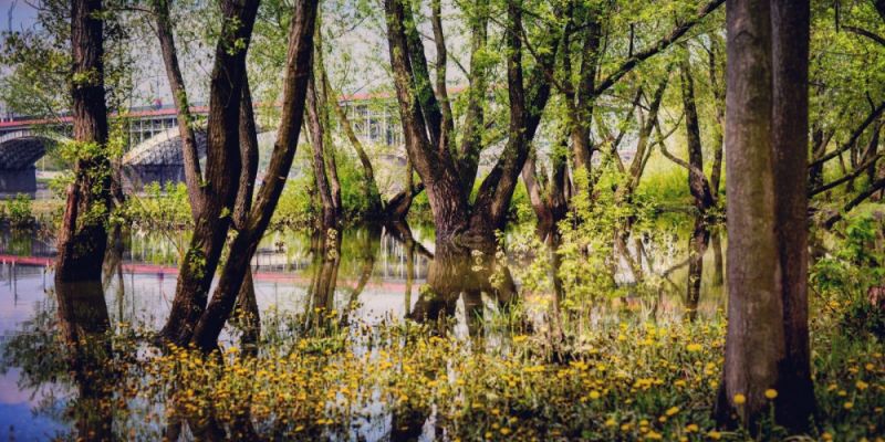 Użyteczne nieużytki – dzika przyroda dostępna dla mieszkańców