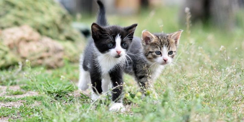 Rozpoczęła się zbiórka karmy dla bezdomnych i wolno żyjących kotów na Bemowie