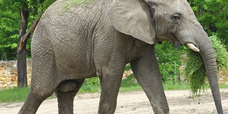 Słoń Leon świętuje 19. urodziny. Już we wtorek w ZOO wielkie przyjęcie