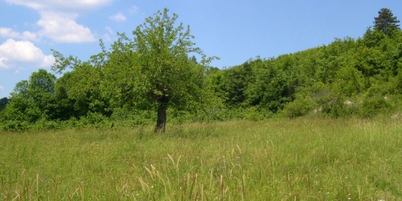 Dzieci wraz z Panią Burmistrz posadzą drzewa na placu zabaw przy ul. Odkrytej