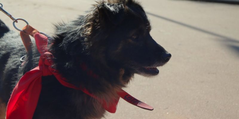 Zwierzęta przejmują Park Fontann. W niedzielę Warszawski Dzień Zwierząt
