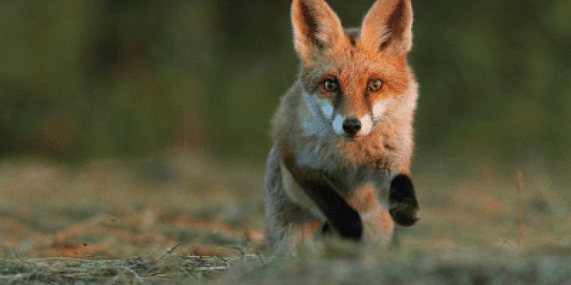 Akcja szczepienia lisów przeciwko wściekliźnie na Mazowszu