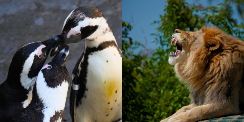 Finałowa walka o tytuł Zwierzaka Miesiąca w Warszawskim ZOO