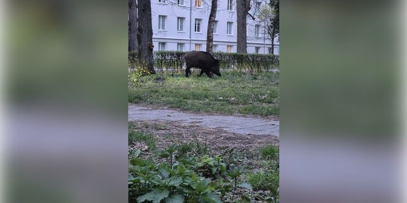 Dziki na kampusie AWF i reakcja uczelni. Jest petycja w sprawie bezpieczeństwa