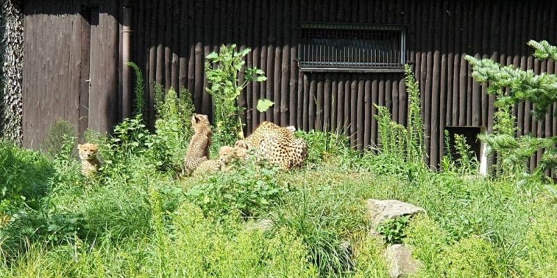 Ekoestetyka Warszawskiego ZOO