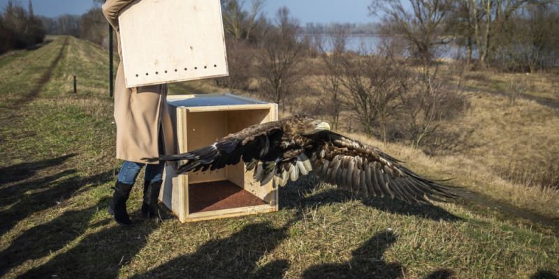 Orzeł bielik powrócił nad dziką Wisłę