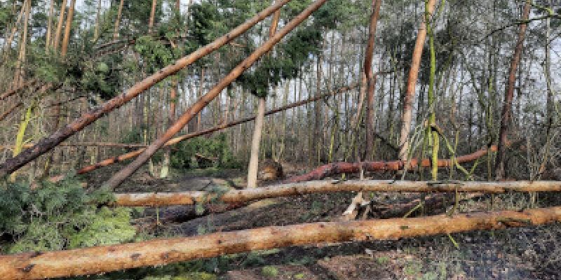 Trwa wycinka uszkodzonych drzew w warszawskich lasach