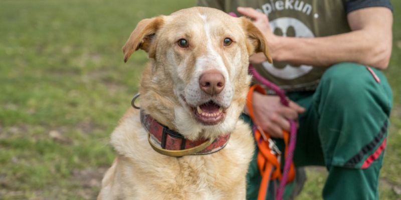 Jak czworonóg to ze schroniska - akcja adoptuj Warszawiaka