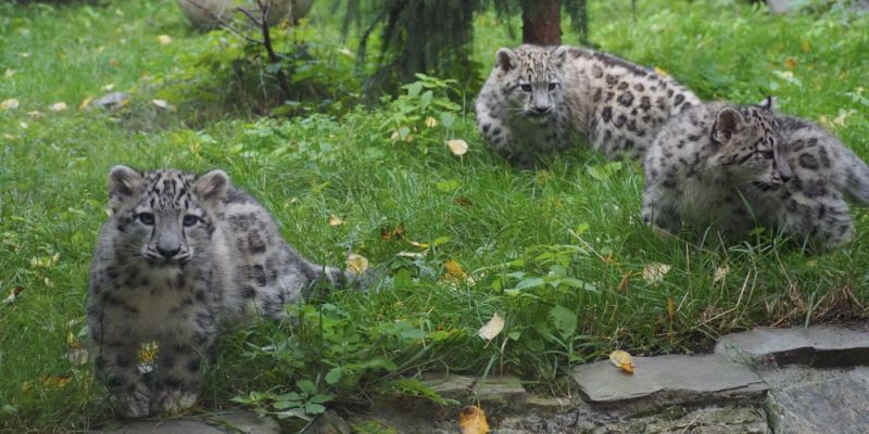 Trzy młode irbisy śnieżne z warszawskiego zoo po raz pierwszy wyszły na wybieg zewnętrzny