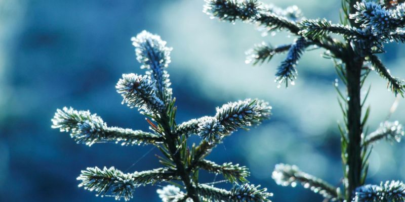 Ekologiczne Święta w stolicy: kup choinkę w donicy i przekaż do Lasów Miejskich