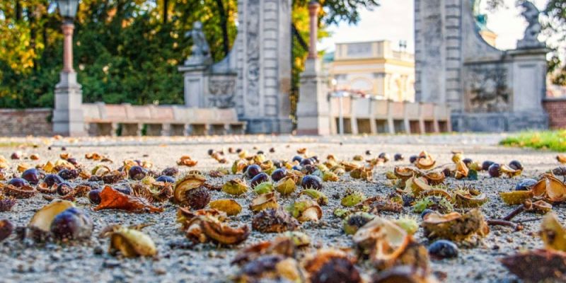 BEZPŁATNY LISTOPAD W REZYDENCJACH KRÓLEWSKICH Muzeum Pałacu Króla Jana III w Wilanowie