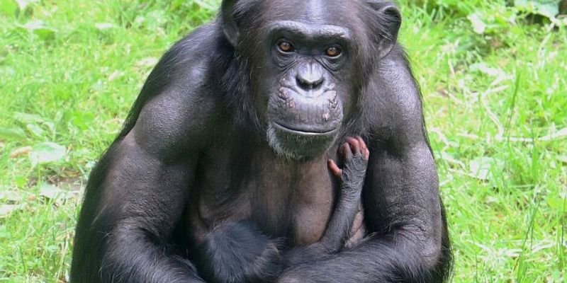 W Gdańskim Ogrodzie Zoologicznym duża radość. Na świat przyszedł mały szympans