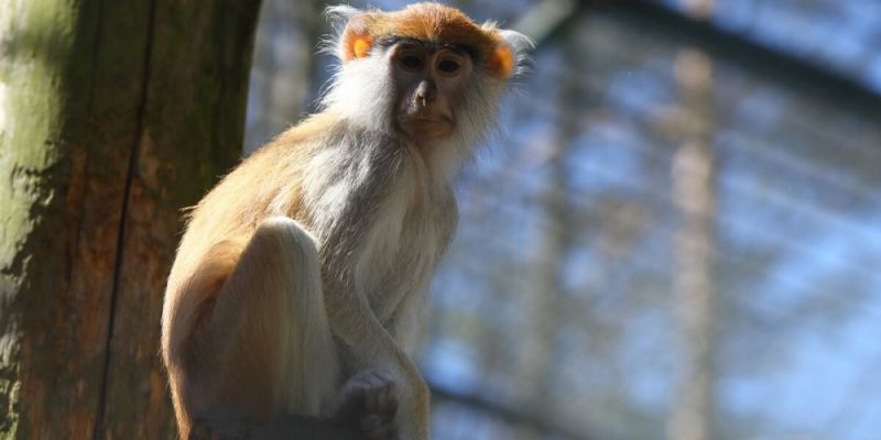 Gdańskie ZOO otwiera się na zwiedzających