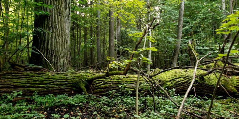 Puszcza Białowieska w niebezpieczeństwie: 100 organizacji prosi UNESCO o interwencję