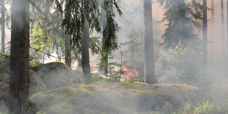 Duży pożar lasu na Mazowszu. Z ogniem walczą setki strażaków